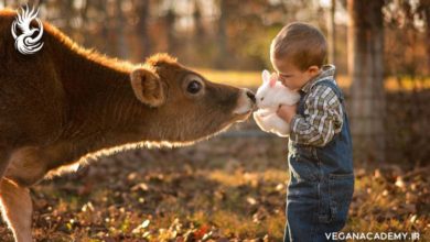 Photo of ۵ راه برای آموزش عشق کودکان به حیوانات – کودکان و حیوانات