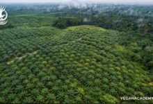 Photo of آیا در مورد روغن پالم چیزی می دانید؟